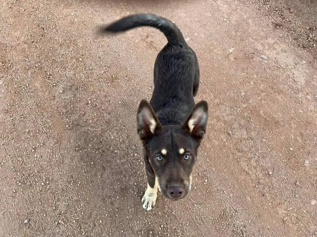Lost dog in Las Cruces, NM, 88011