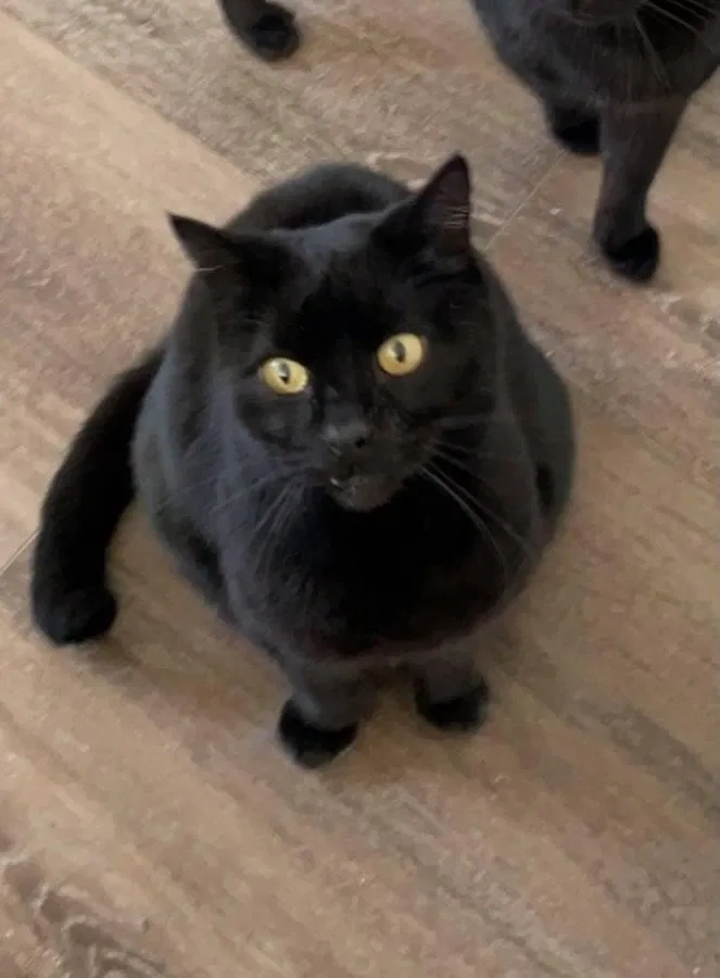 Lost cat in San Diego, CA, 92115