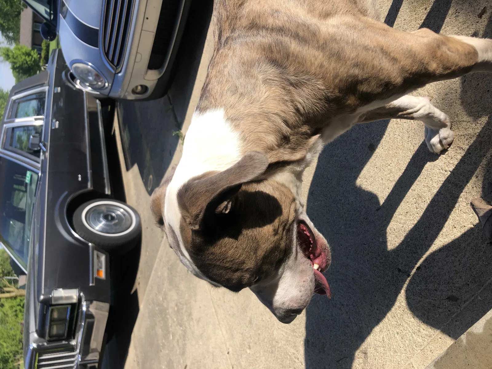 Found dog in Westerville, OH, 43081
