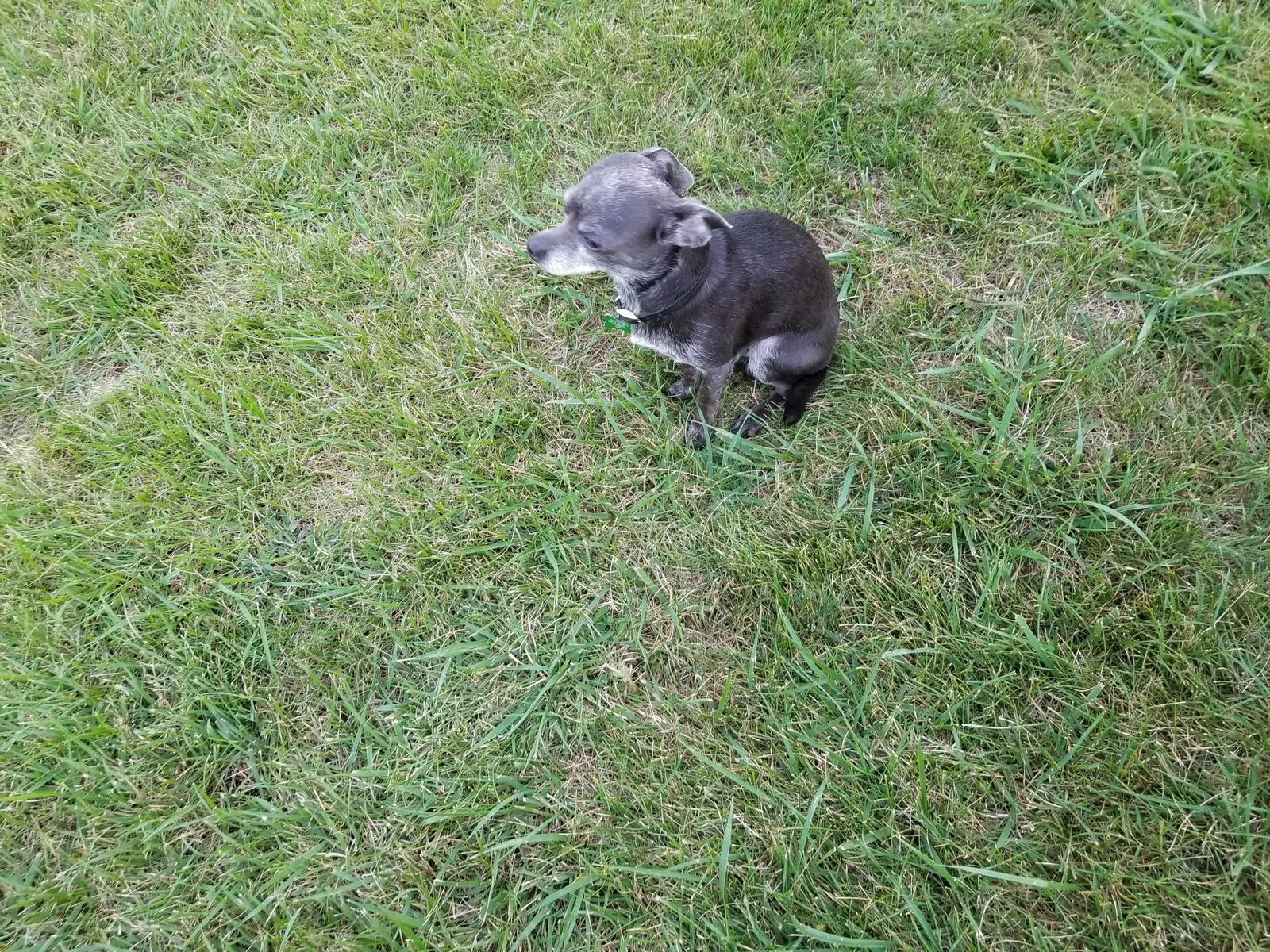 Lost dog in Pittsboro, IN, 46167