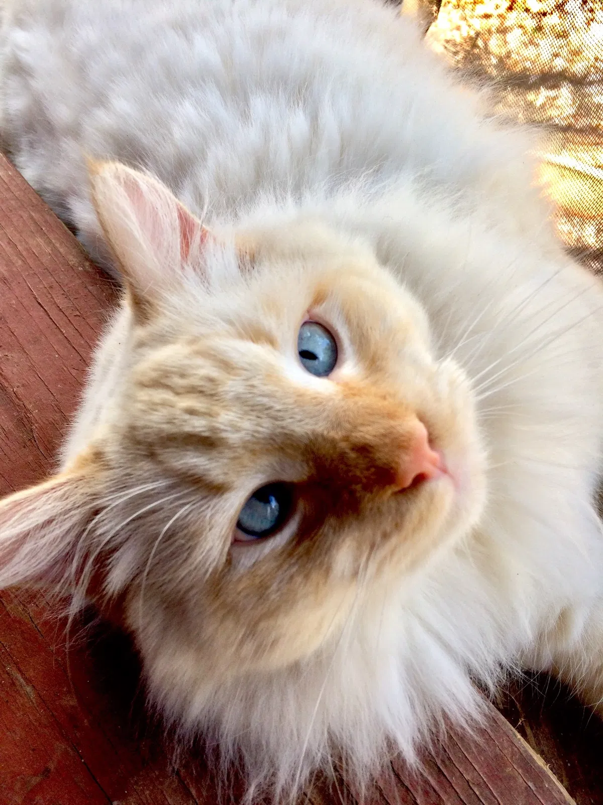 Lost cat in Pine Lake, GA, 30072