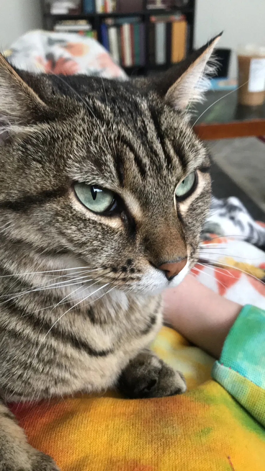 Lost cat in Unknown, CO, 89215