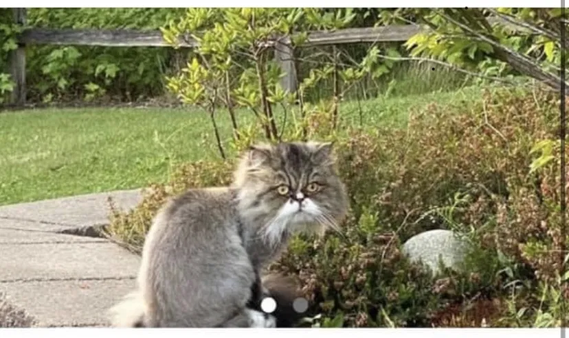 Lost cat in Redmond, WA, 98052
