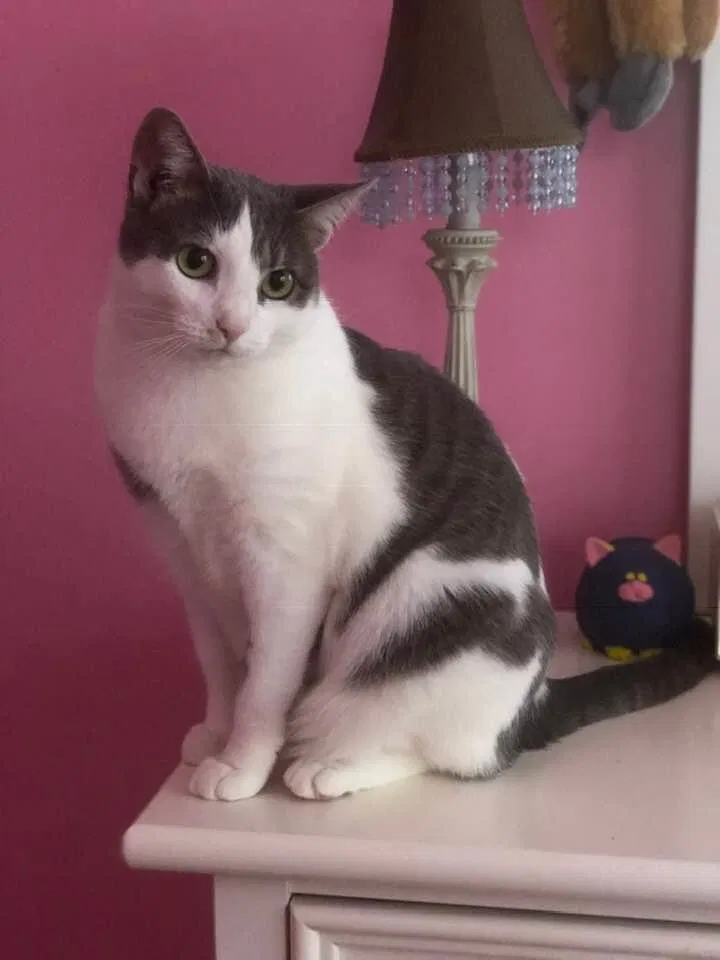 Lost cat in New Canaan, CT, 6840