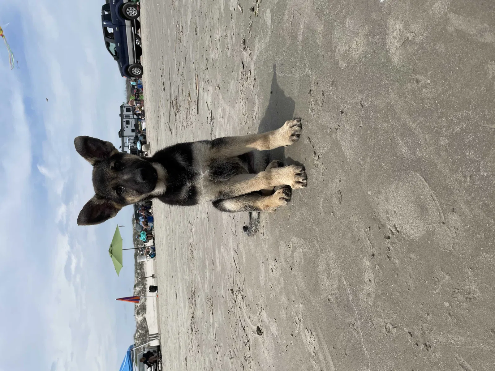 Lost dog in Round Rock, TX, 78664