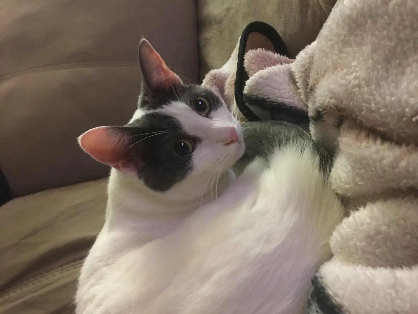 Lost cat in Spring, TX, 77379