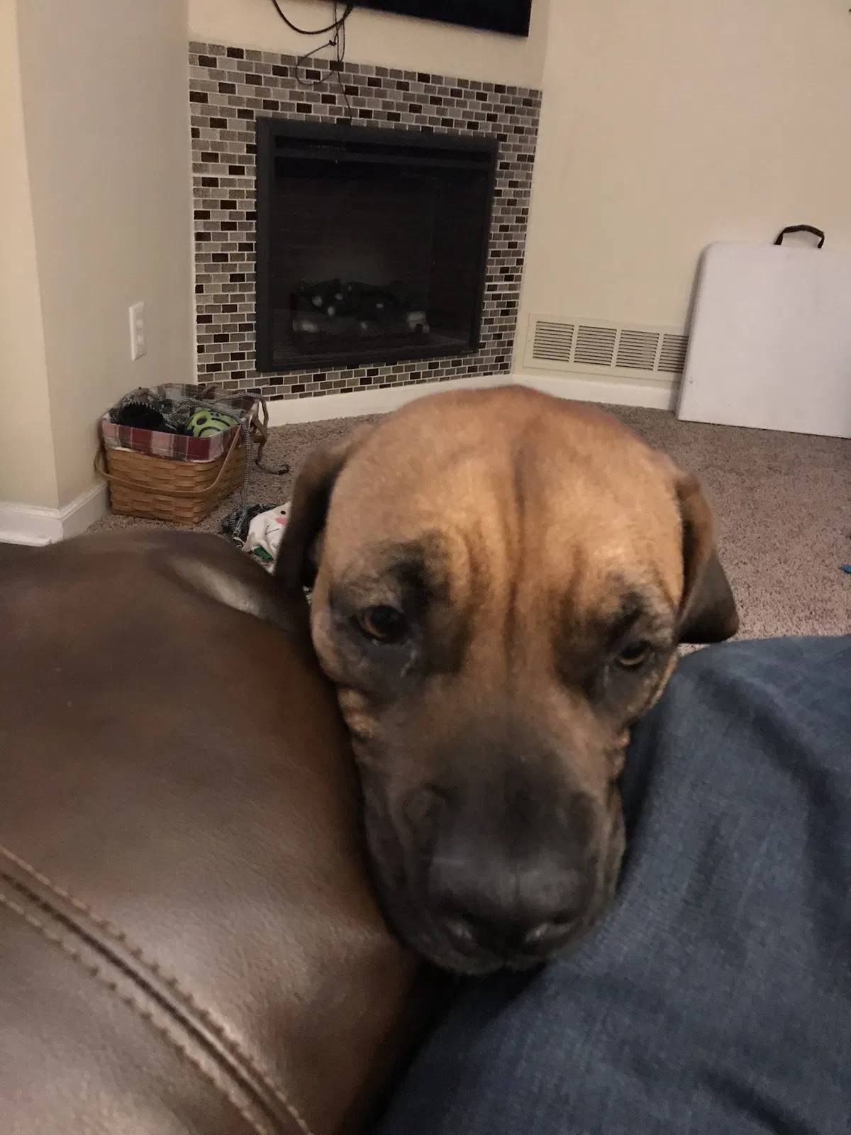 Lost dog in Hilliard, OH, 43026