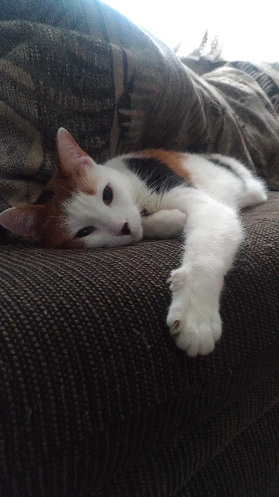 Lost cat in Pittsburgh, PA, 15212