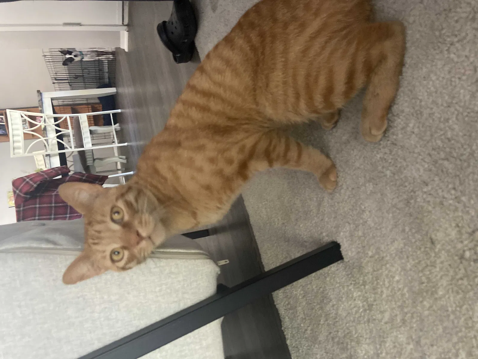 Found cat in Santee, CA, 92071