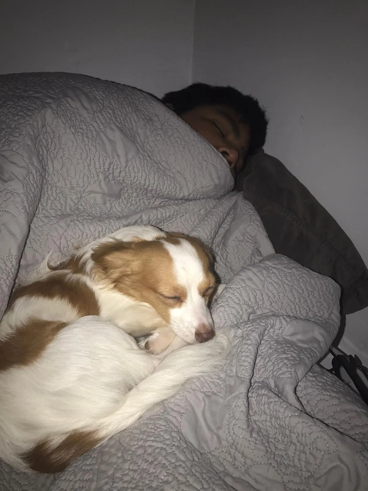 Lost dog in Upper Marlboro, MD, 20774