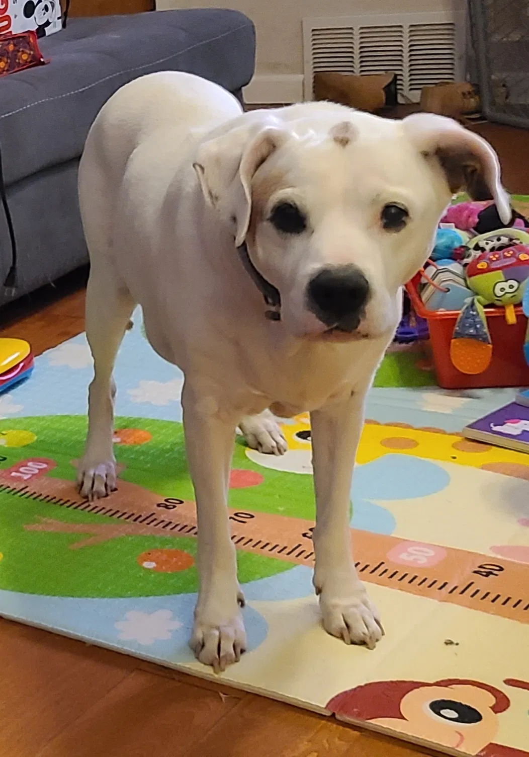 Lost dog in Oklahoma City, OK, 73127