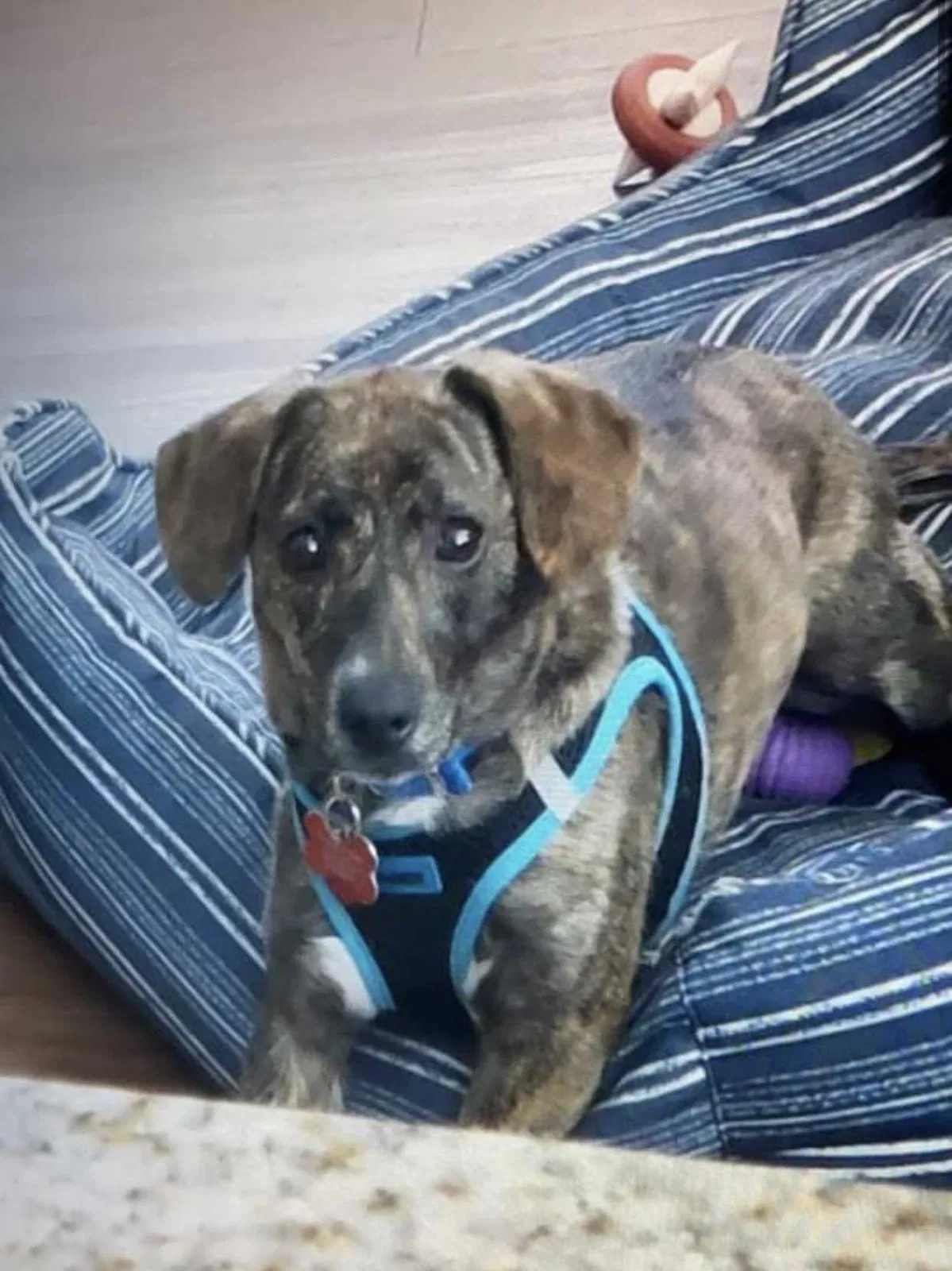 Lost dog in Fort Mill, SC, 29715