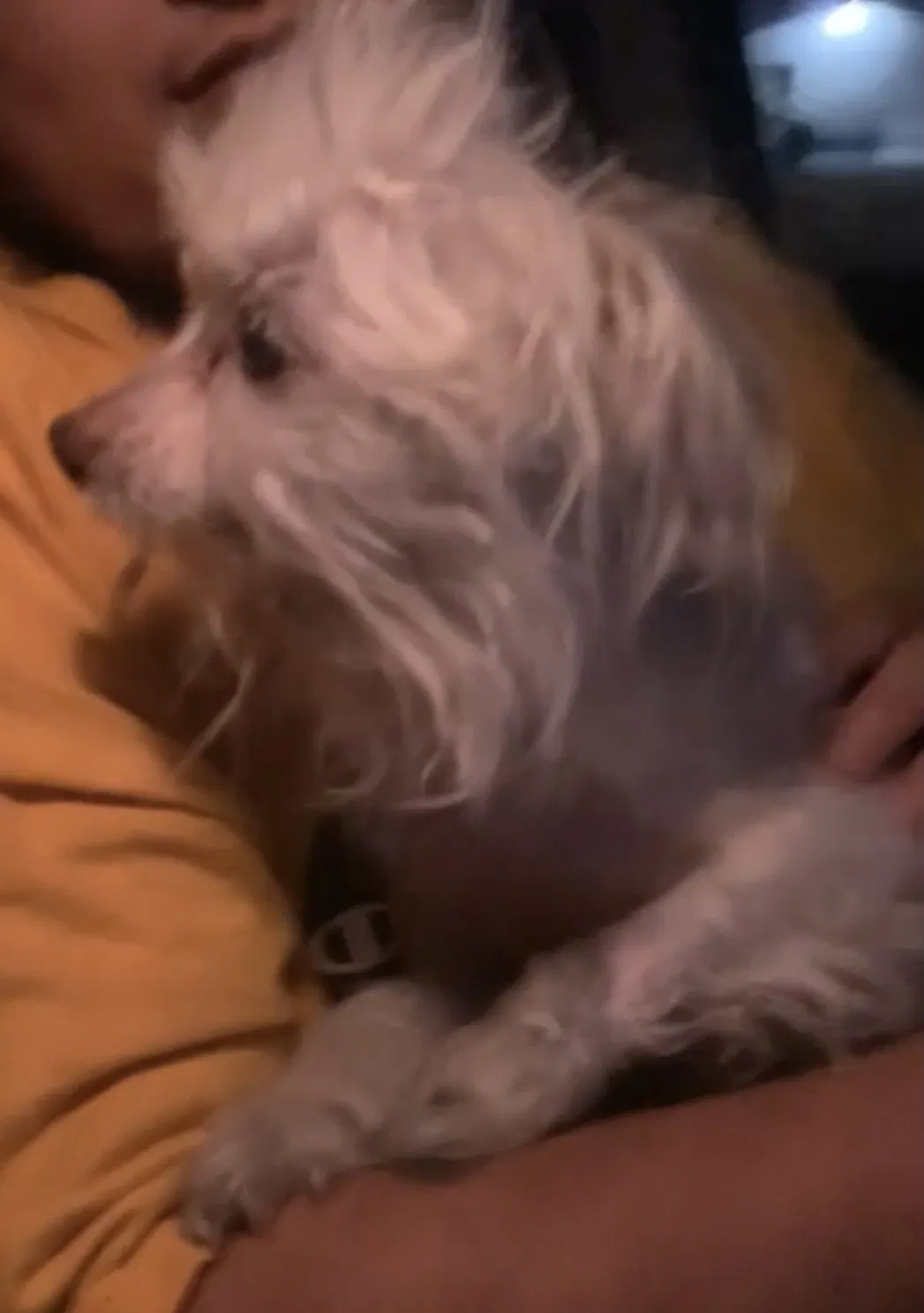 Lost dog in Las Vegas, NV, 89108