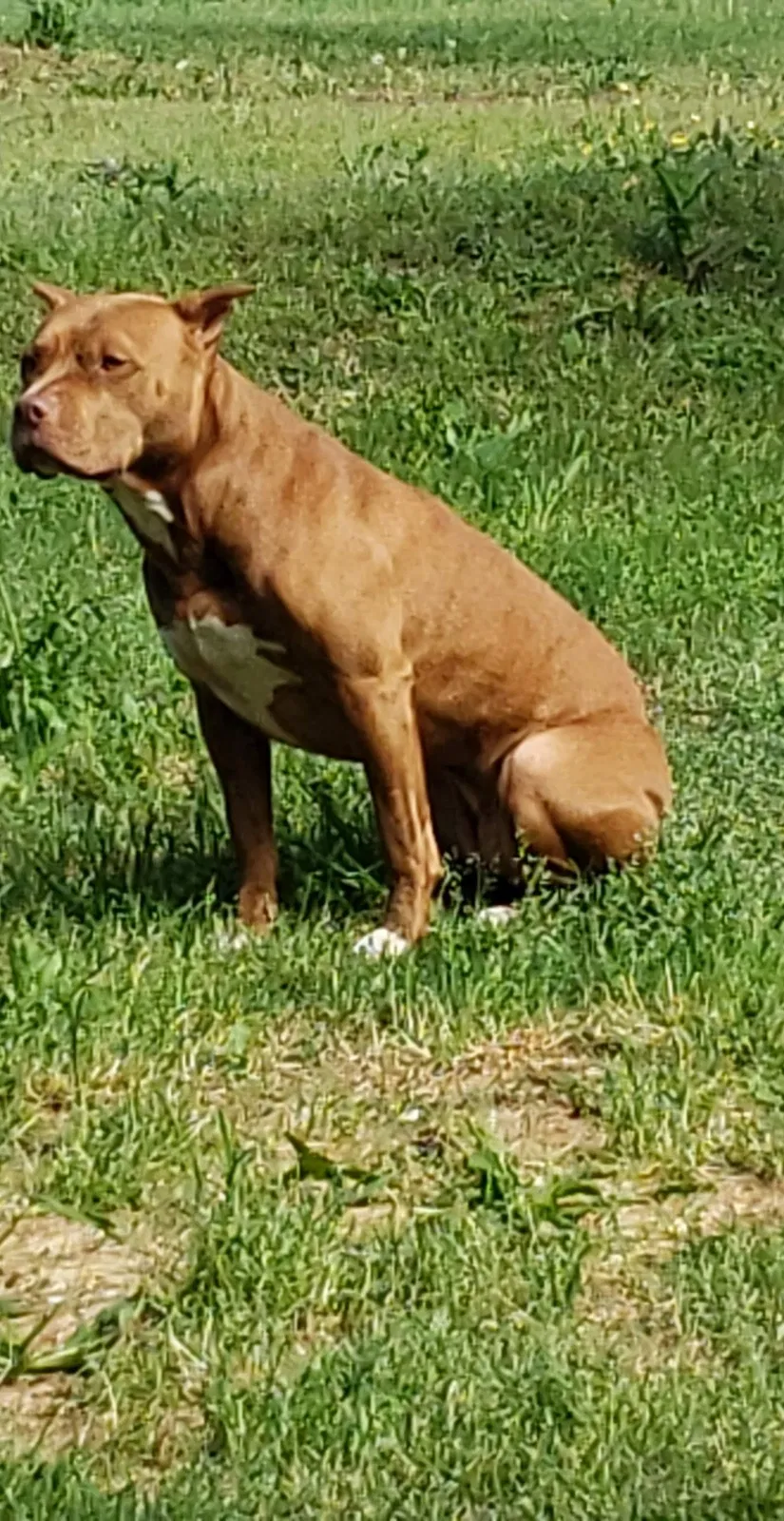 Lost dog in Clanton, AL, 35045
