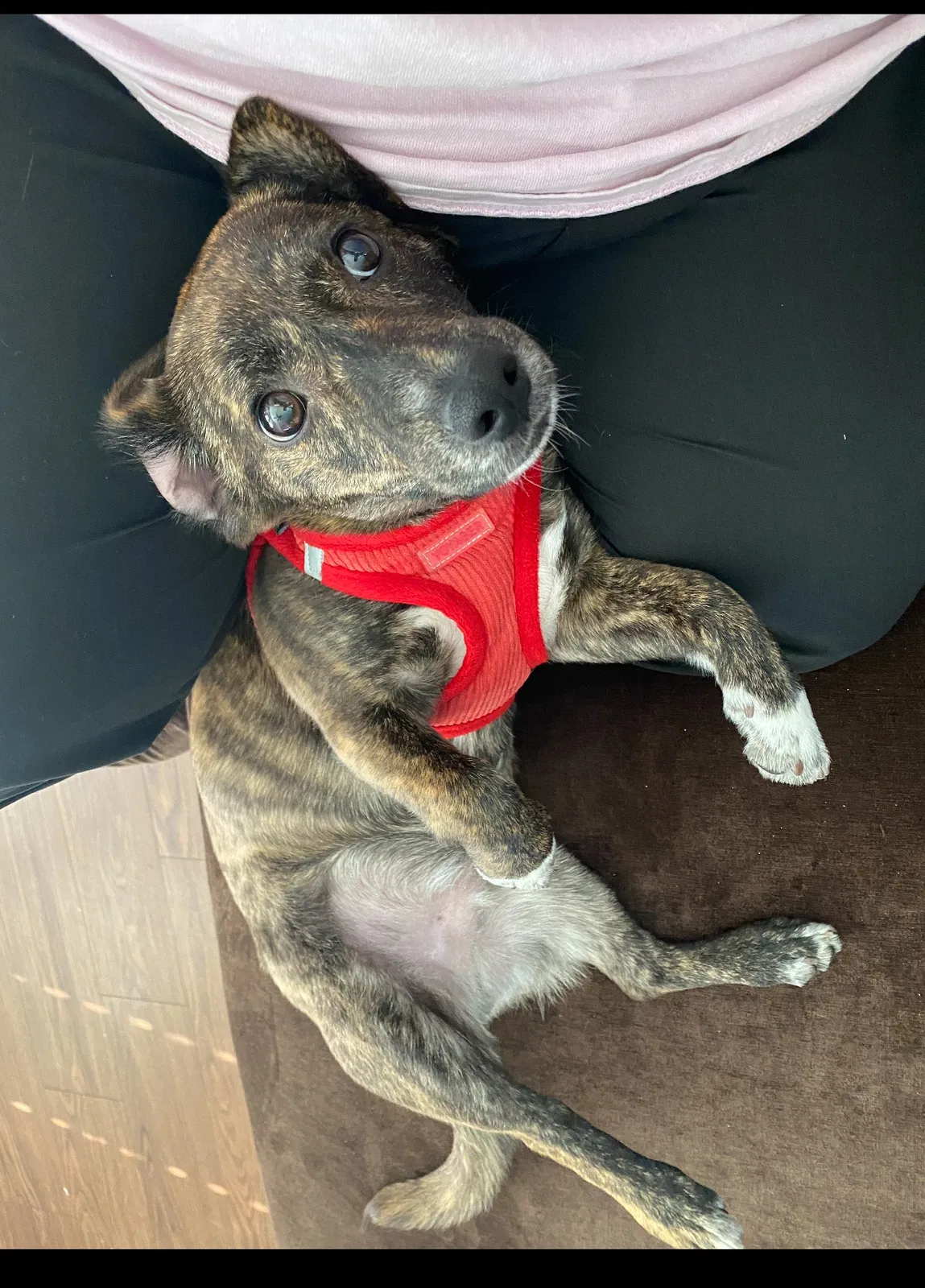Lost dog in Fort Mill, SC, 29716