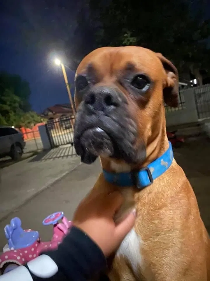 Lost dog in Bakersfield, CA, 93307