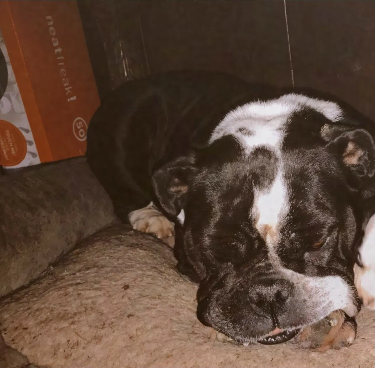 Lost dog in Sadieville, KY, 40370