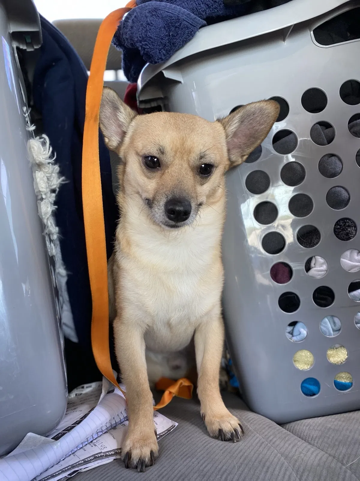 Lost dog in Tampa, FL, 33617