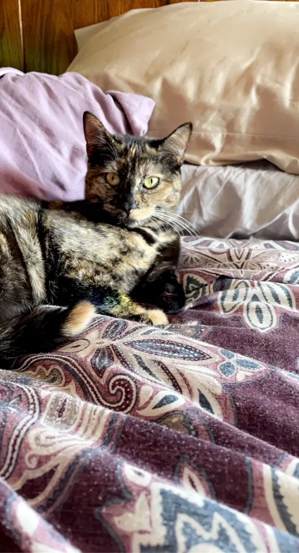 Lost cat in Kansas City, MO, 64119