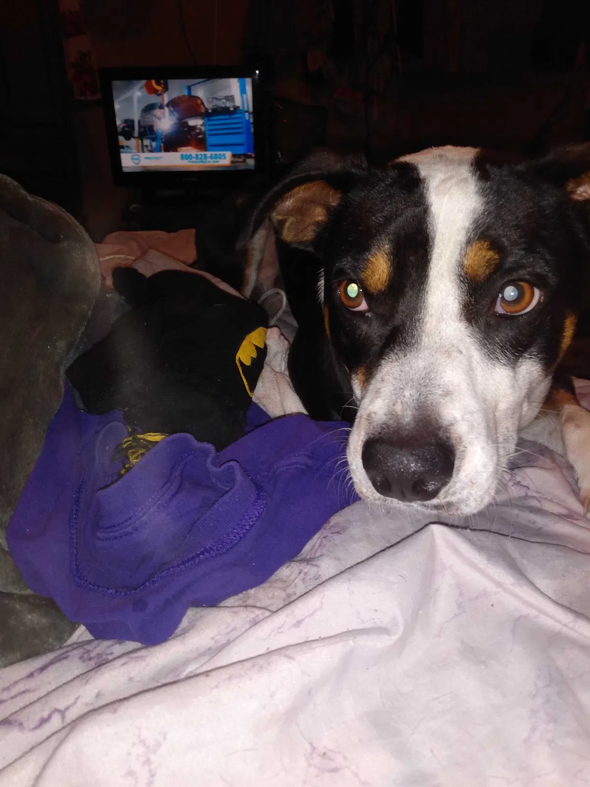 Lost dog in Boyce, LA, 71409