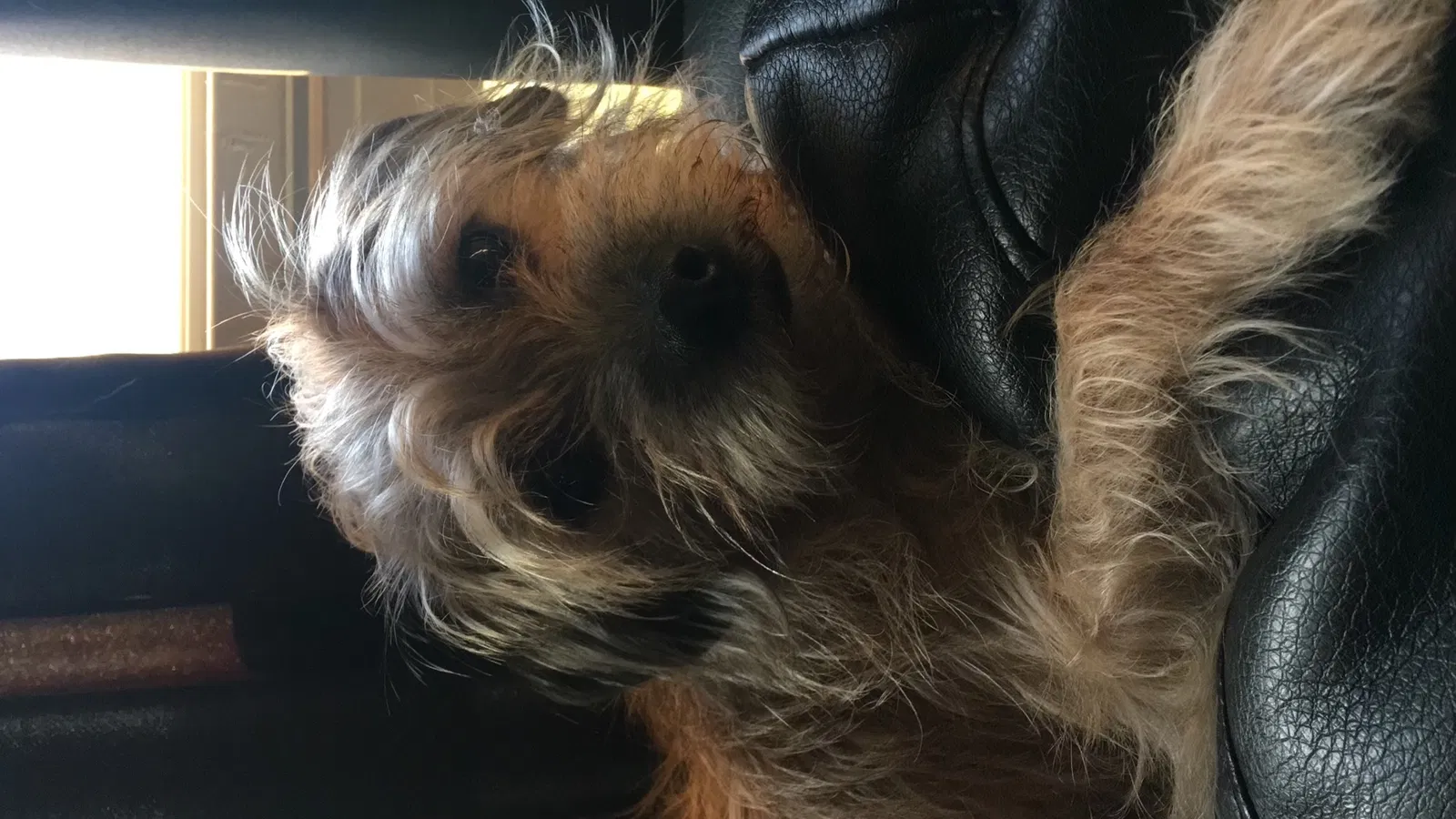 Lost dog in Loves Park, IL, 61111
