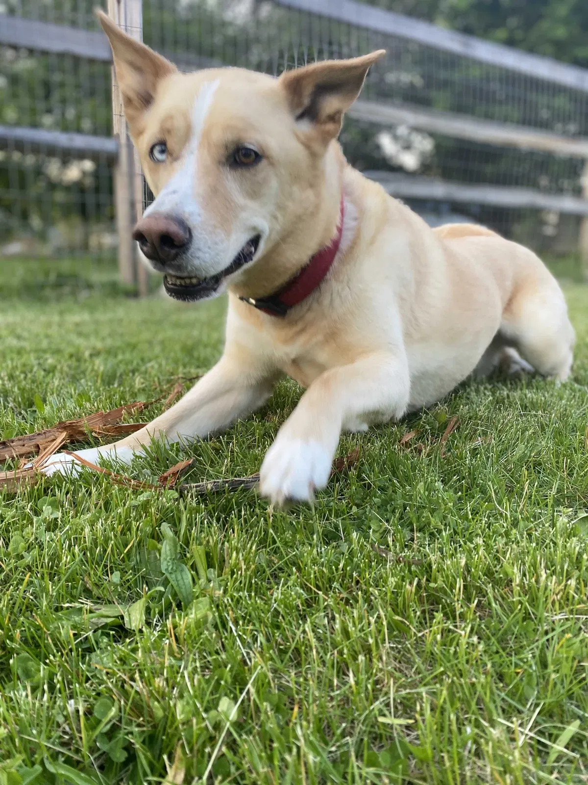 Lost dog in Tecumseh, MI, 49286