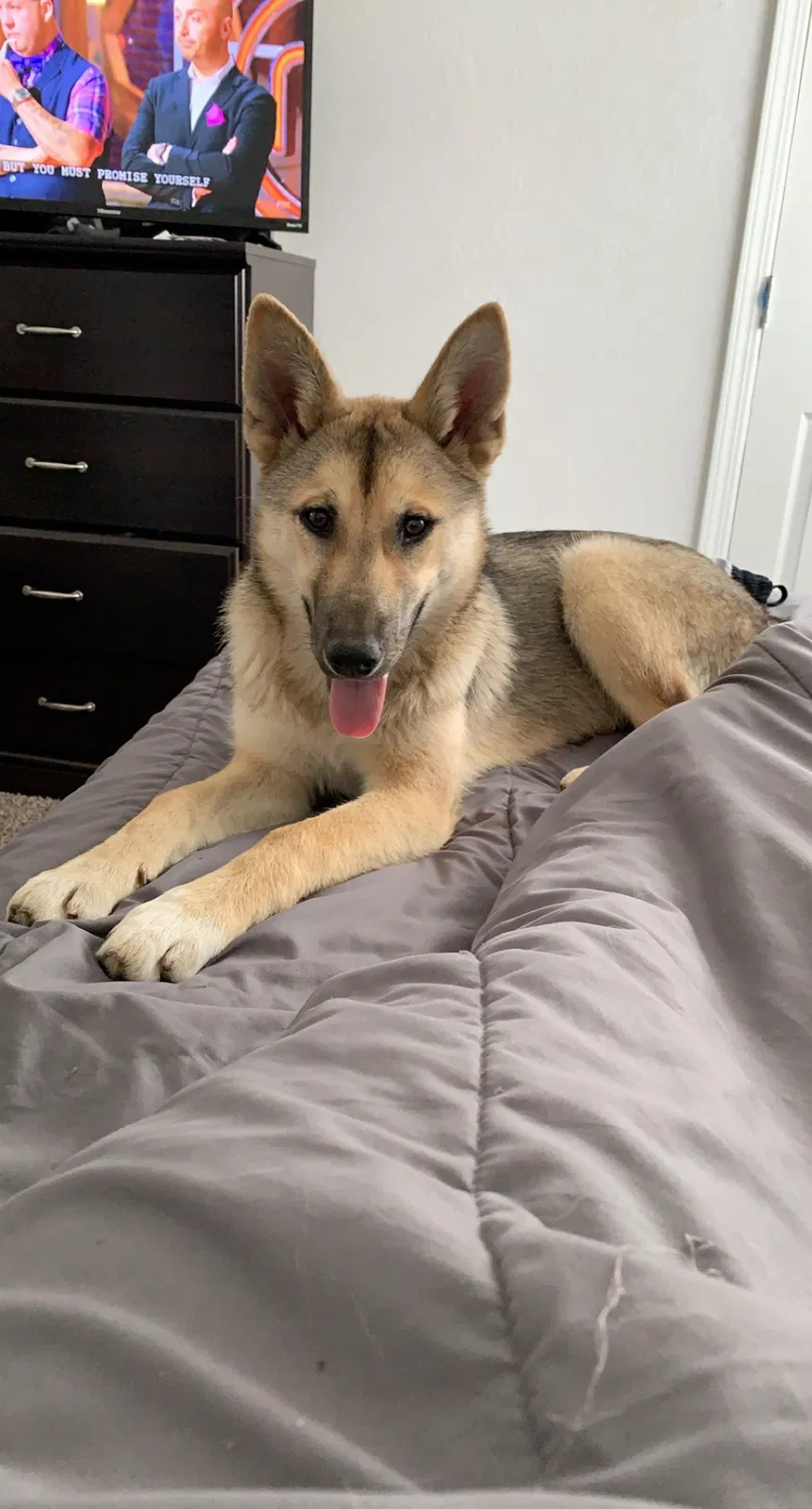 Lost dog in Marysville, CA, 95901