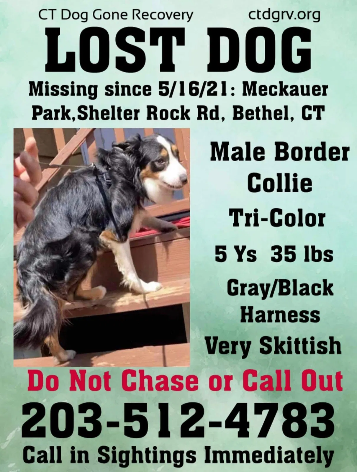 Lost dog in Bethel, CT, 6801