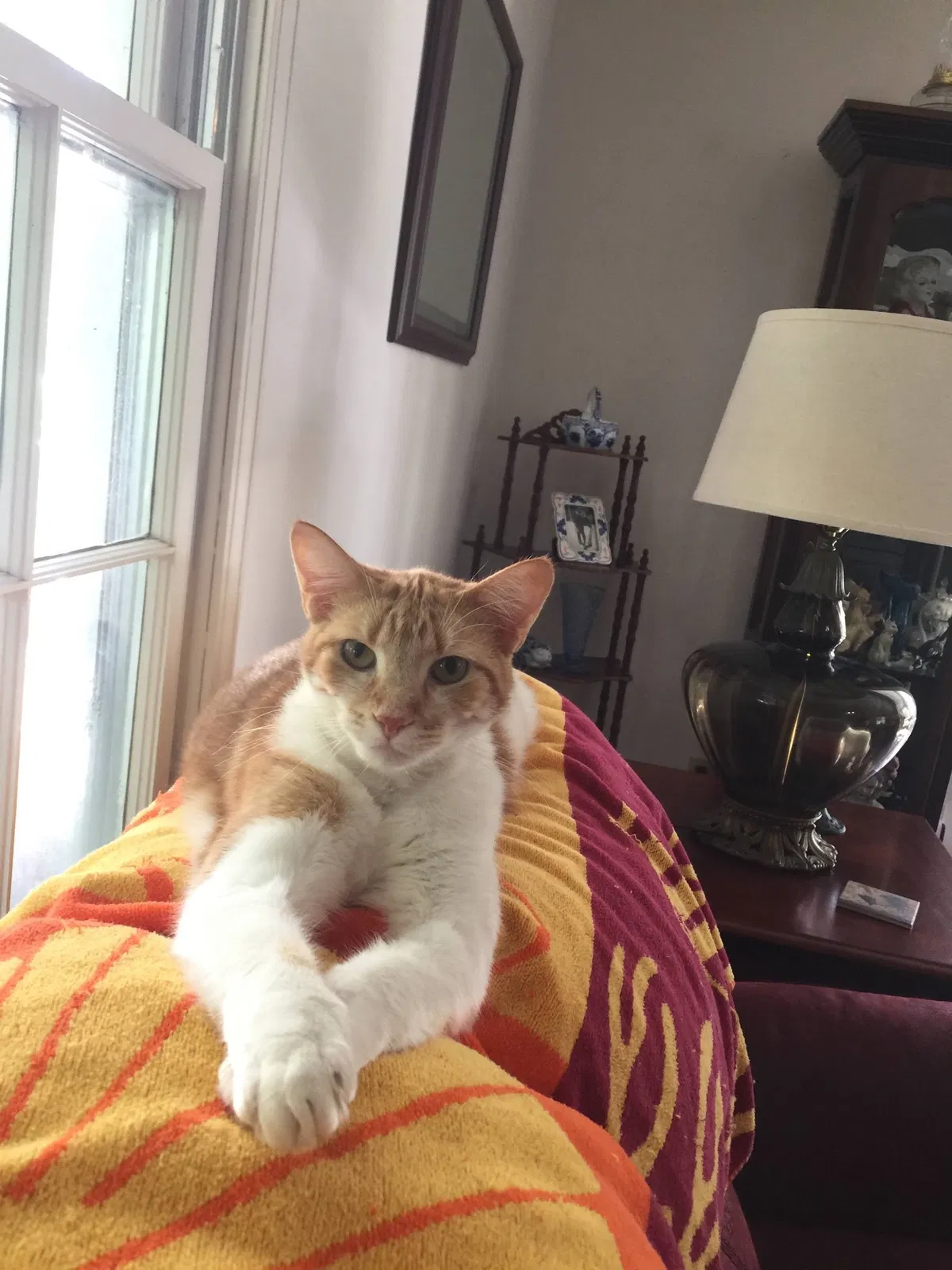 Lost cat in Carrollton, GA, 30116
