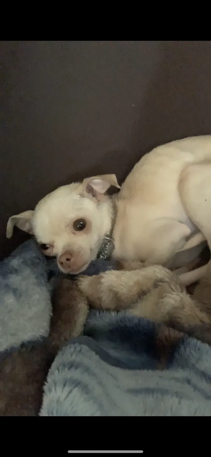 Lost dog in Chehalis, WA, 98532