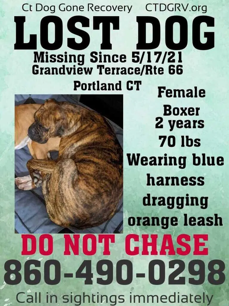 Lost dog in Portland, CT, 6480