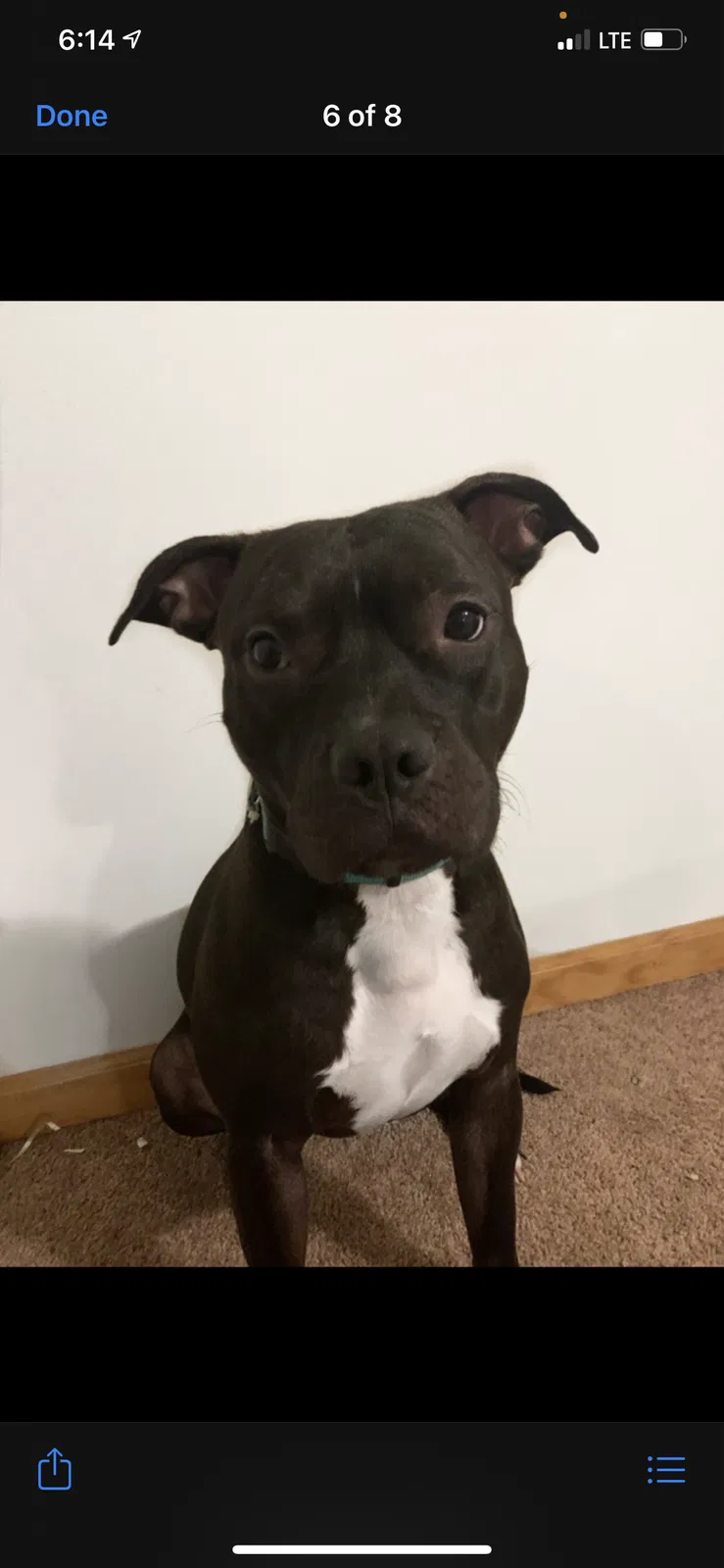 Lost dog in Westville, IN, 46391