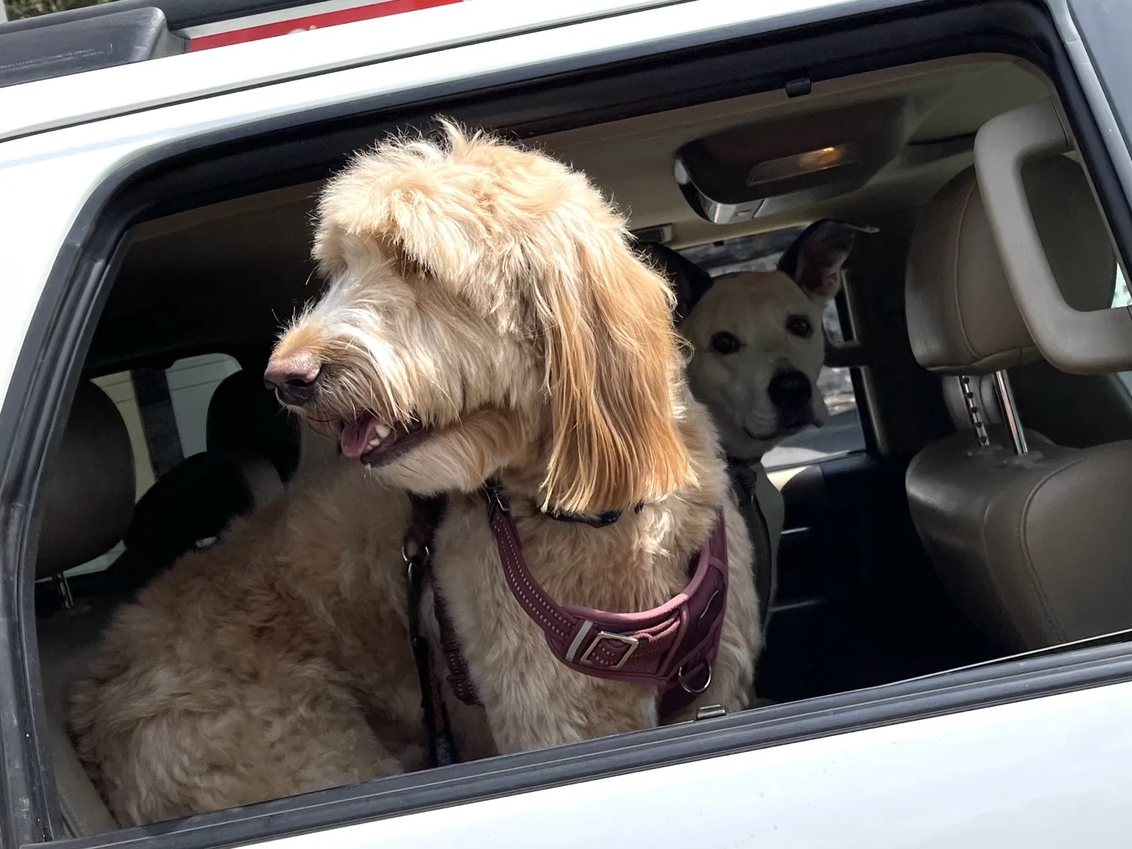 Lost dog in Pittsburgh, PA, 15243