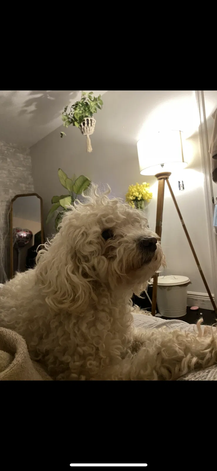 Lost dog in Orlando, FL, 32824