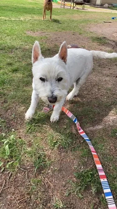 Lost dog in Superior, WI, 54880