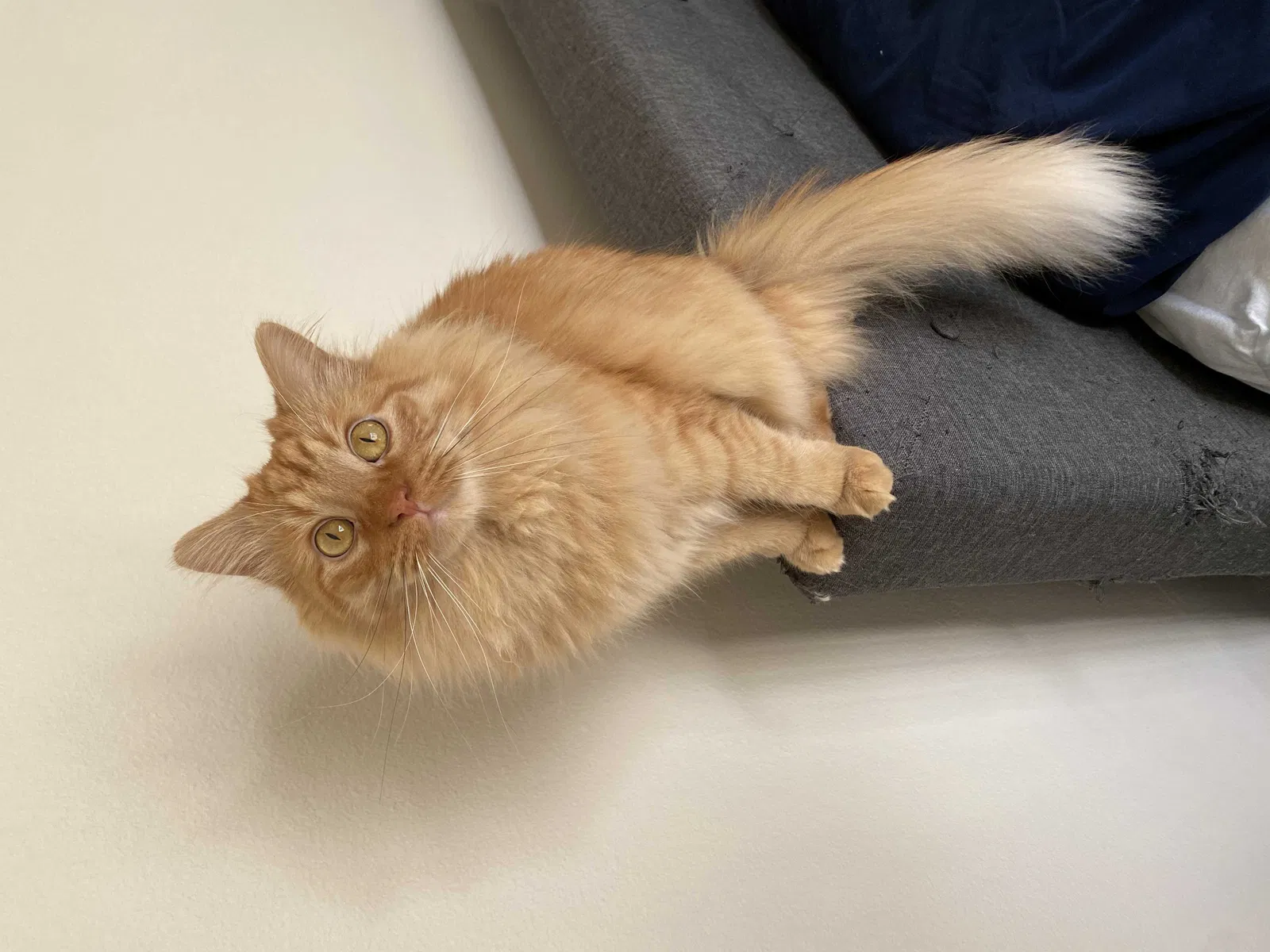 Lost cat in Irvine, CA, 92606