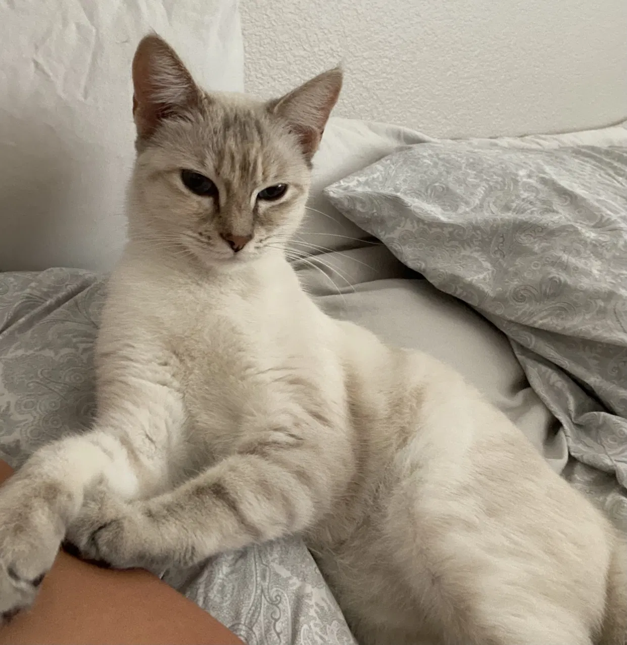 Lost cat in Brentwood, CA, 94513