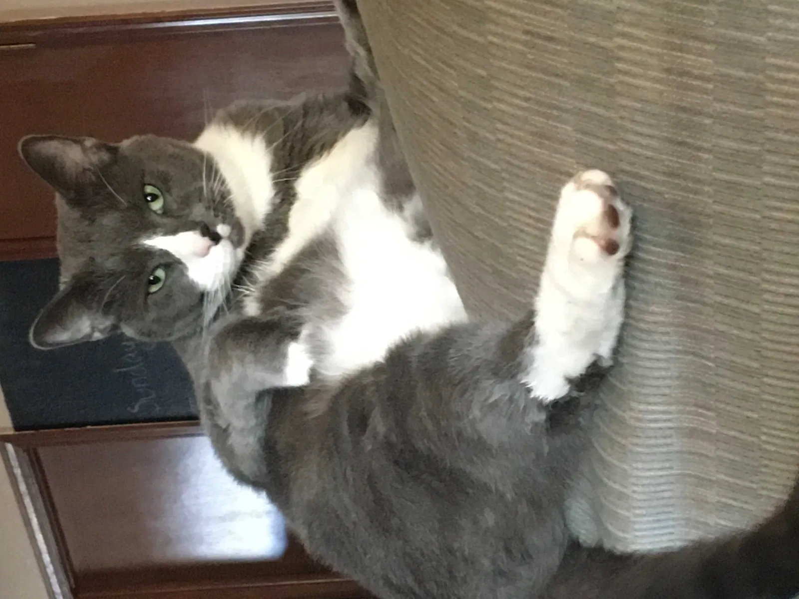 Lost cat in Kingfisher, OK, 73750