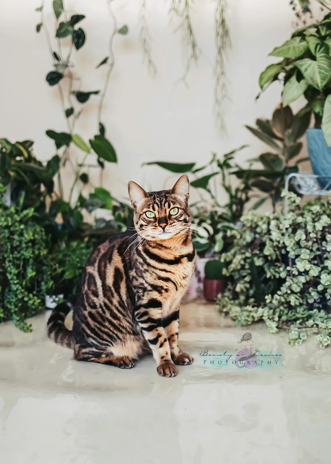 Lost cat in Buford, GA, 30518