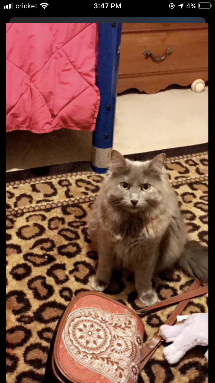 Lost cat in Plano, TX, 75075
