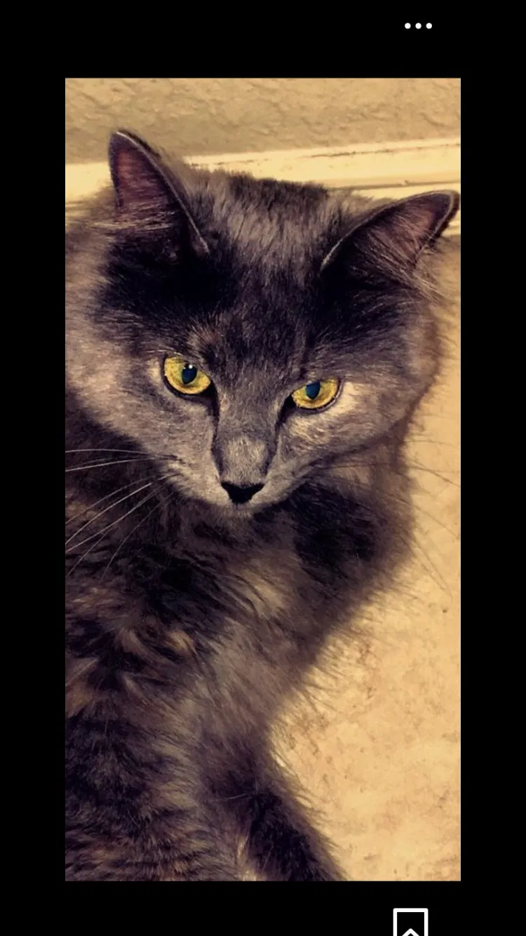 Lost cat in Plano, TX, 75075