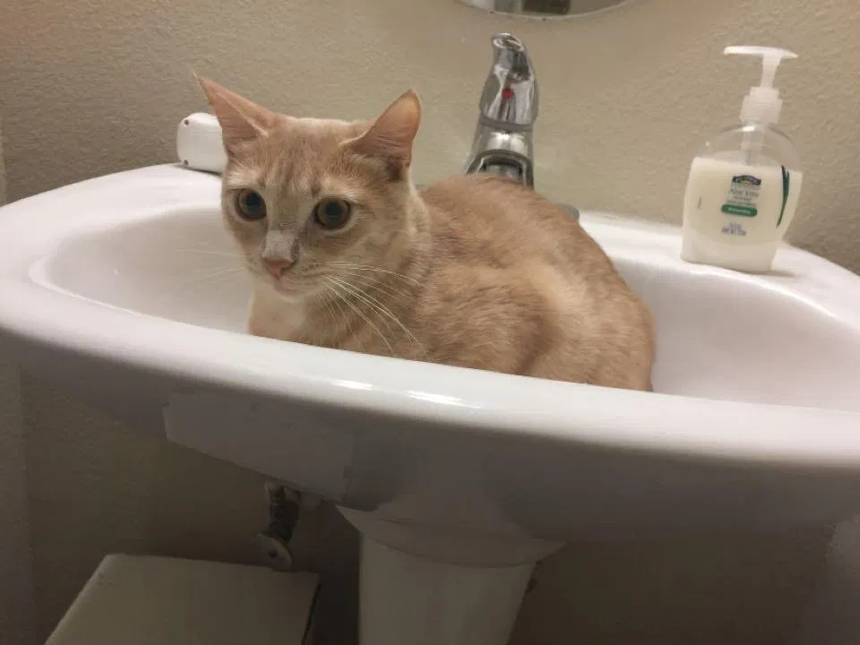 Lost cat in Austin, TX, 78727