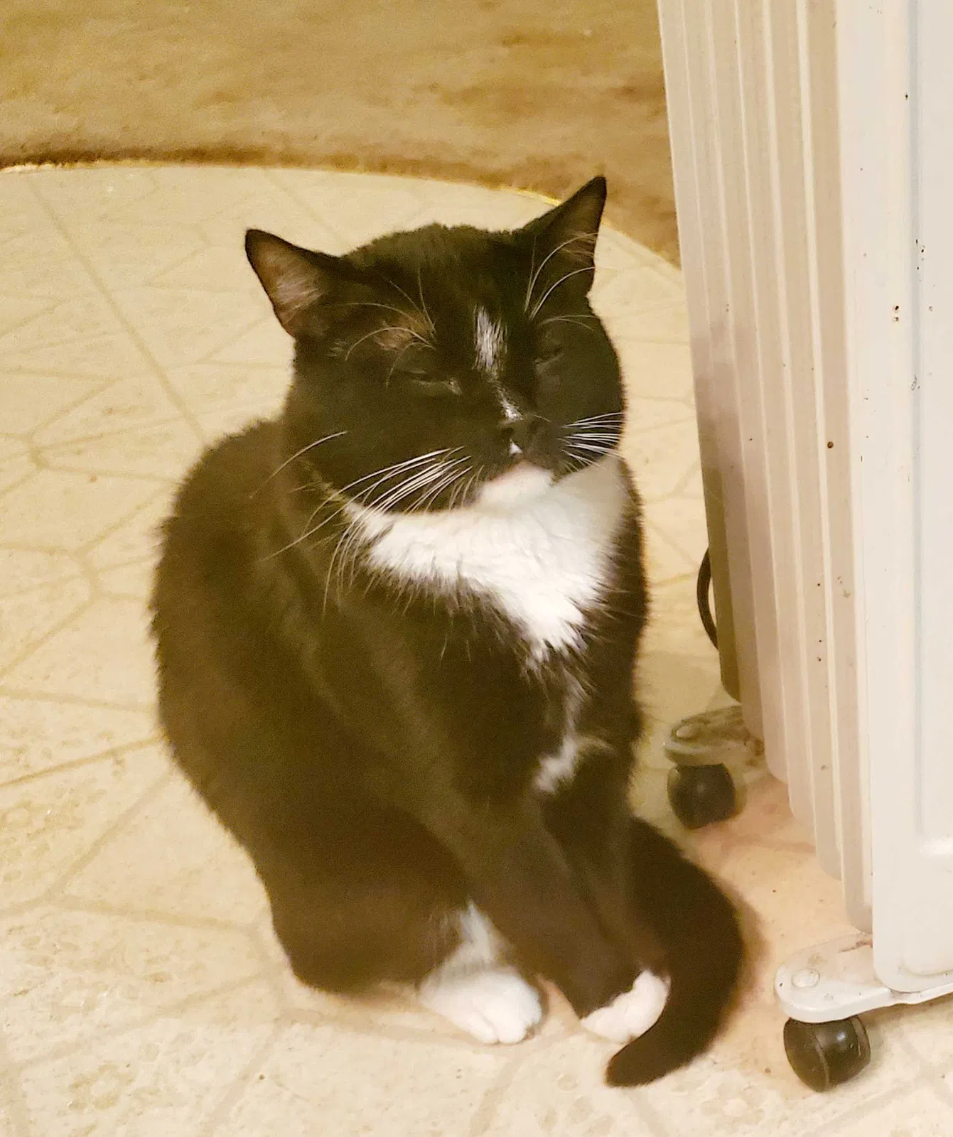 Lost cat in Salem, OR, 97305