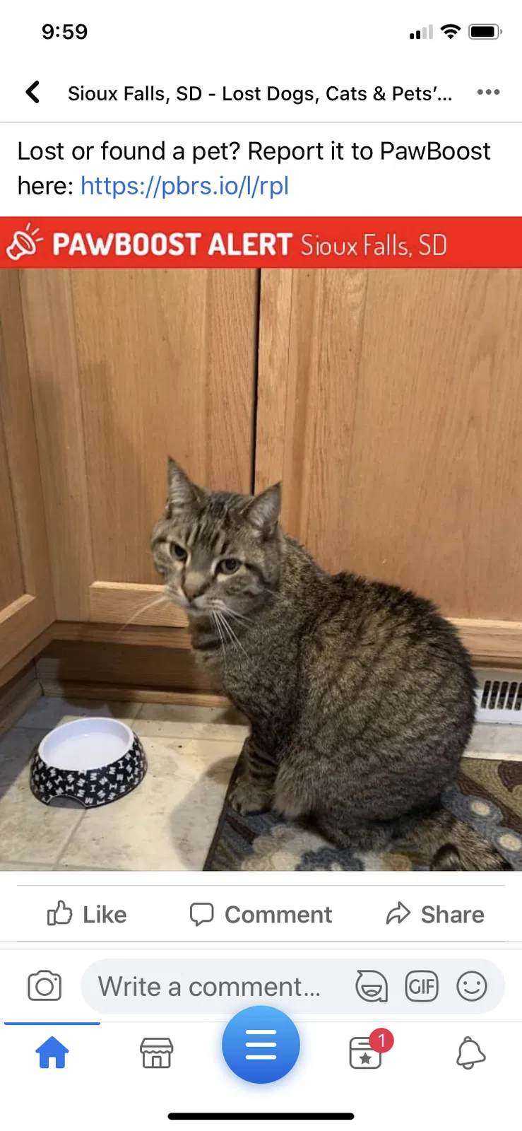 Lost cat in Sioux Falls, SD, 57106