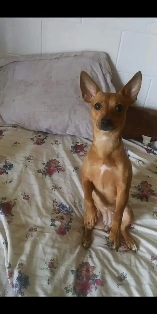 Lost dog in Wahiawa, HI, 96786