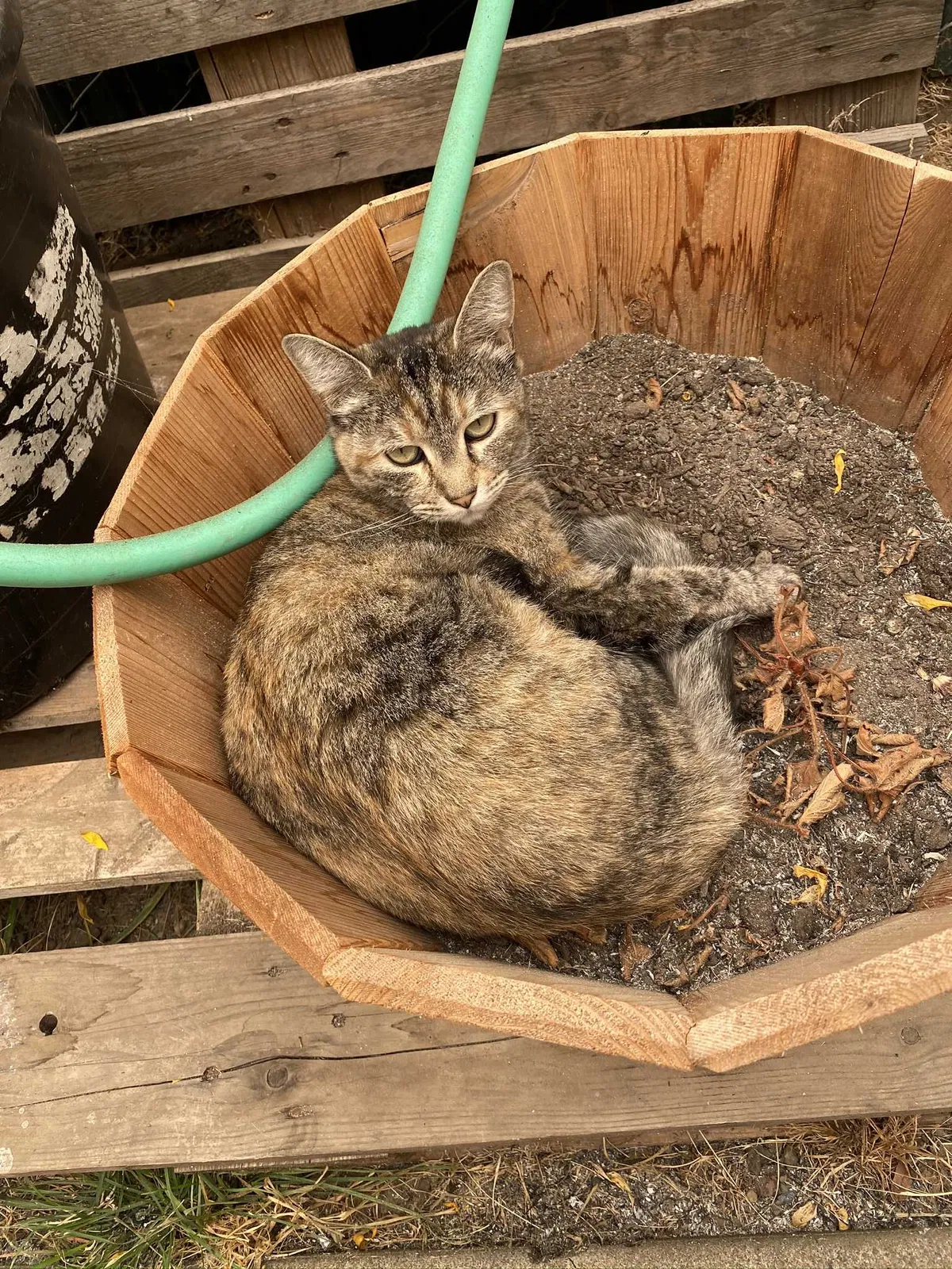 Lost cat in Eugene, OR, 97402