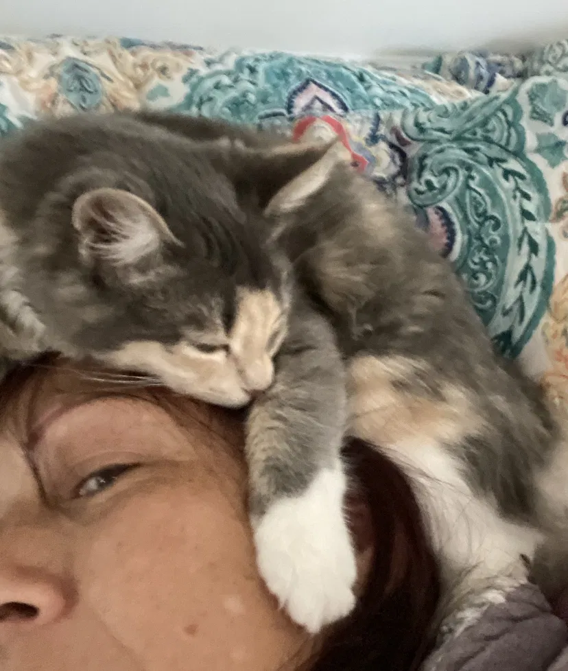 Lost cat in San Diego, CA, 92105