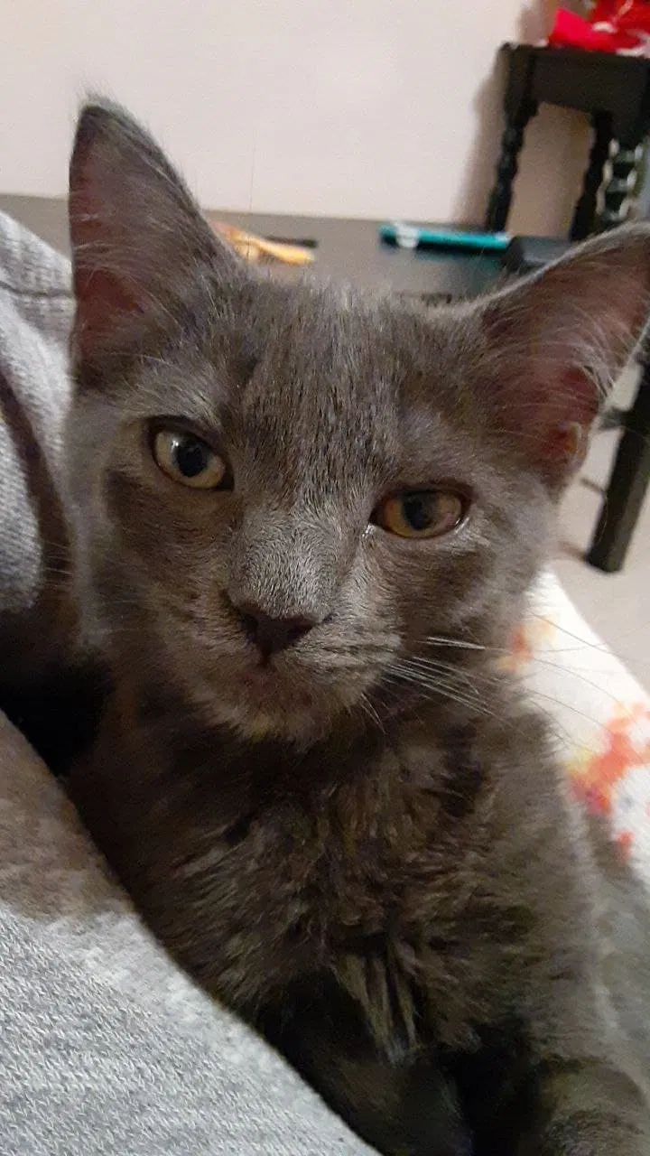 Lost cat in Fayetteville, NC, 28304