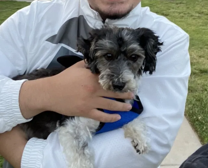 Lost dog in Murrieta, CA, 92562