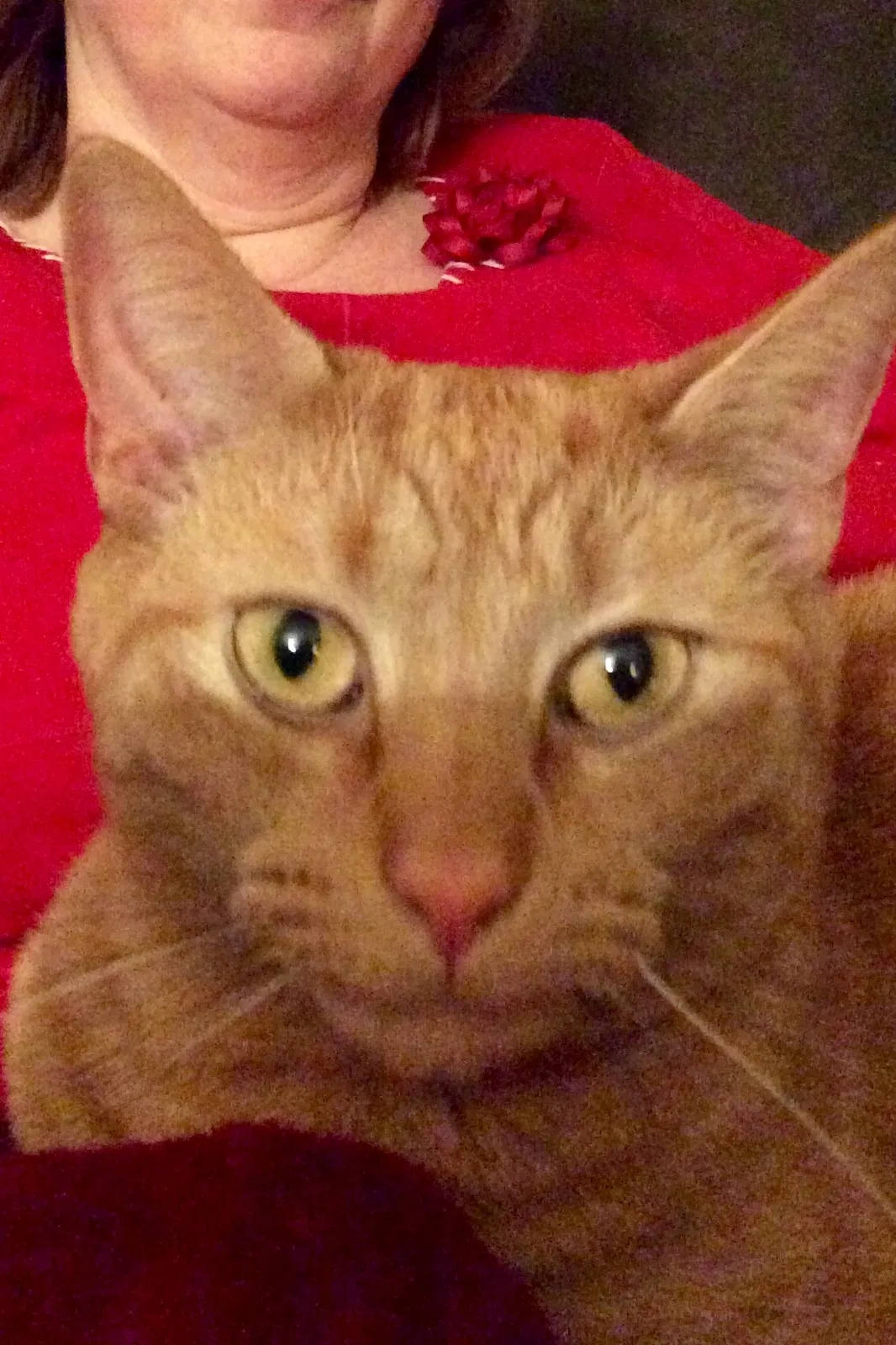 Lost cat in Hillsborough, NH, 3244